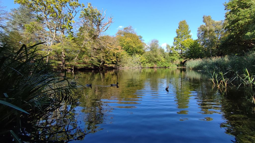 Danbury-Country-Park