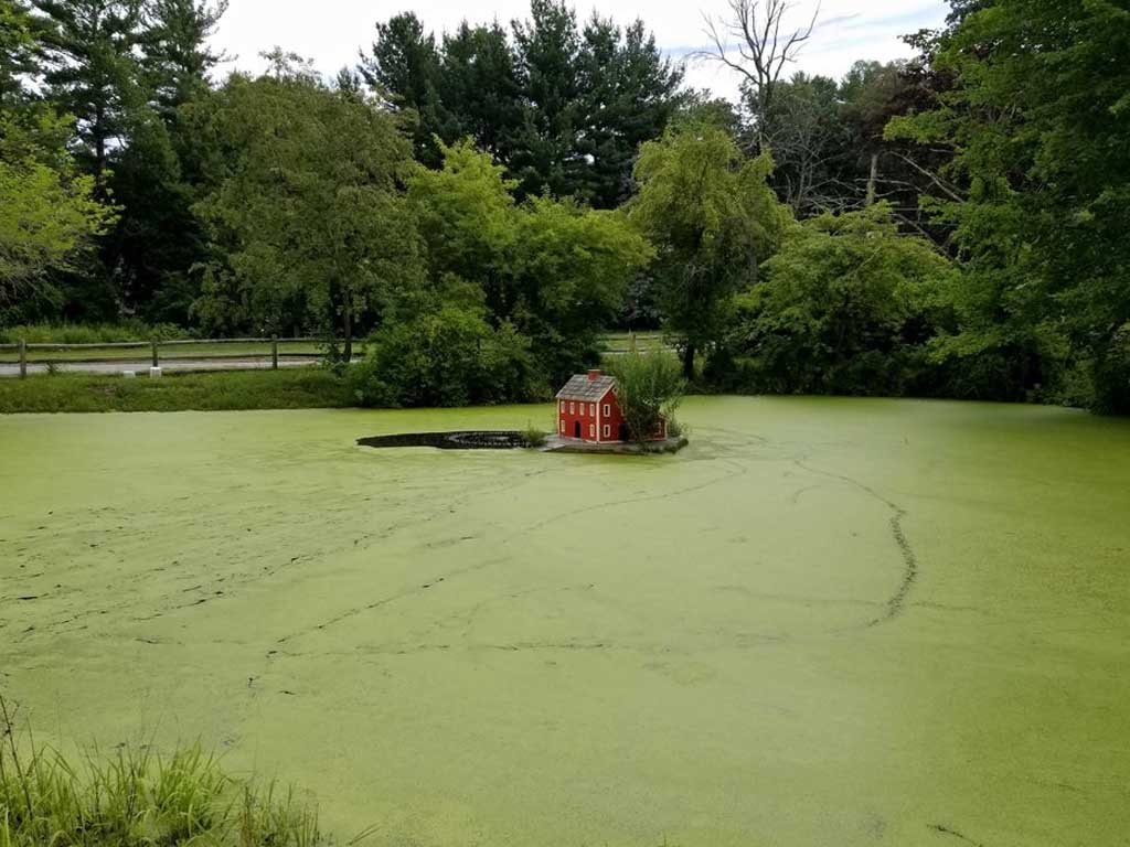 Duck House Pond