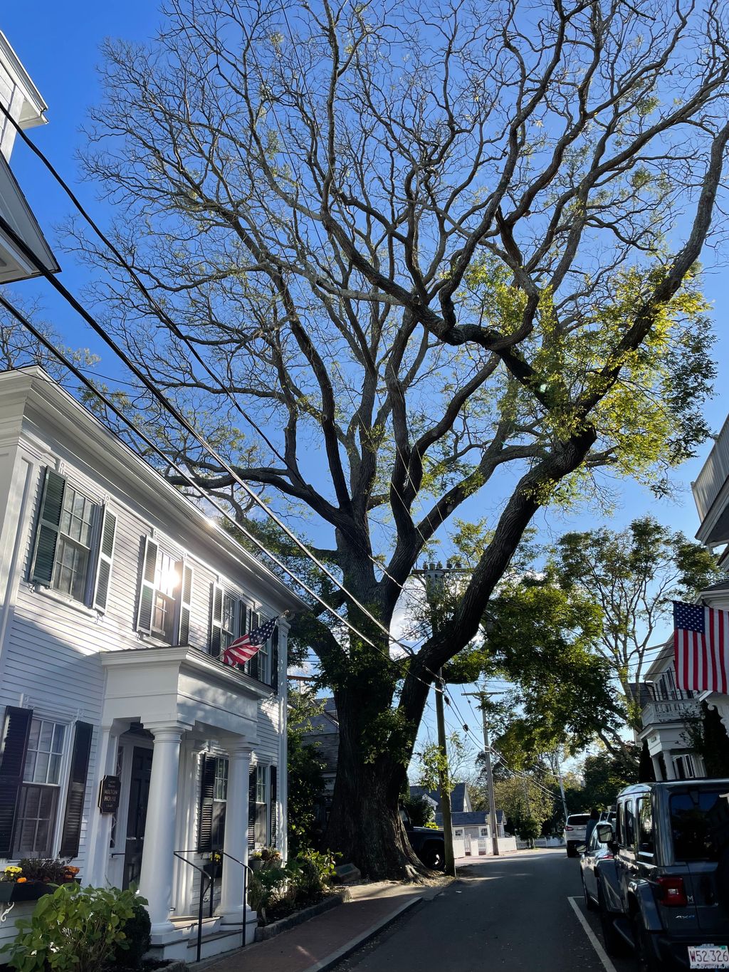 Giant Pagoda Tree