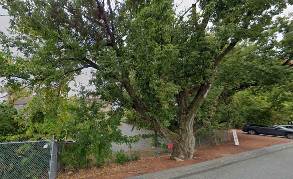 Great Tree Memorial