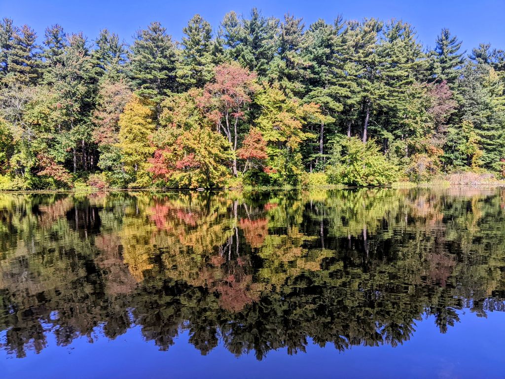 Harvard Pond