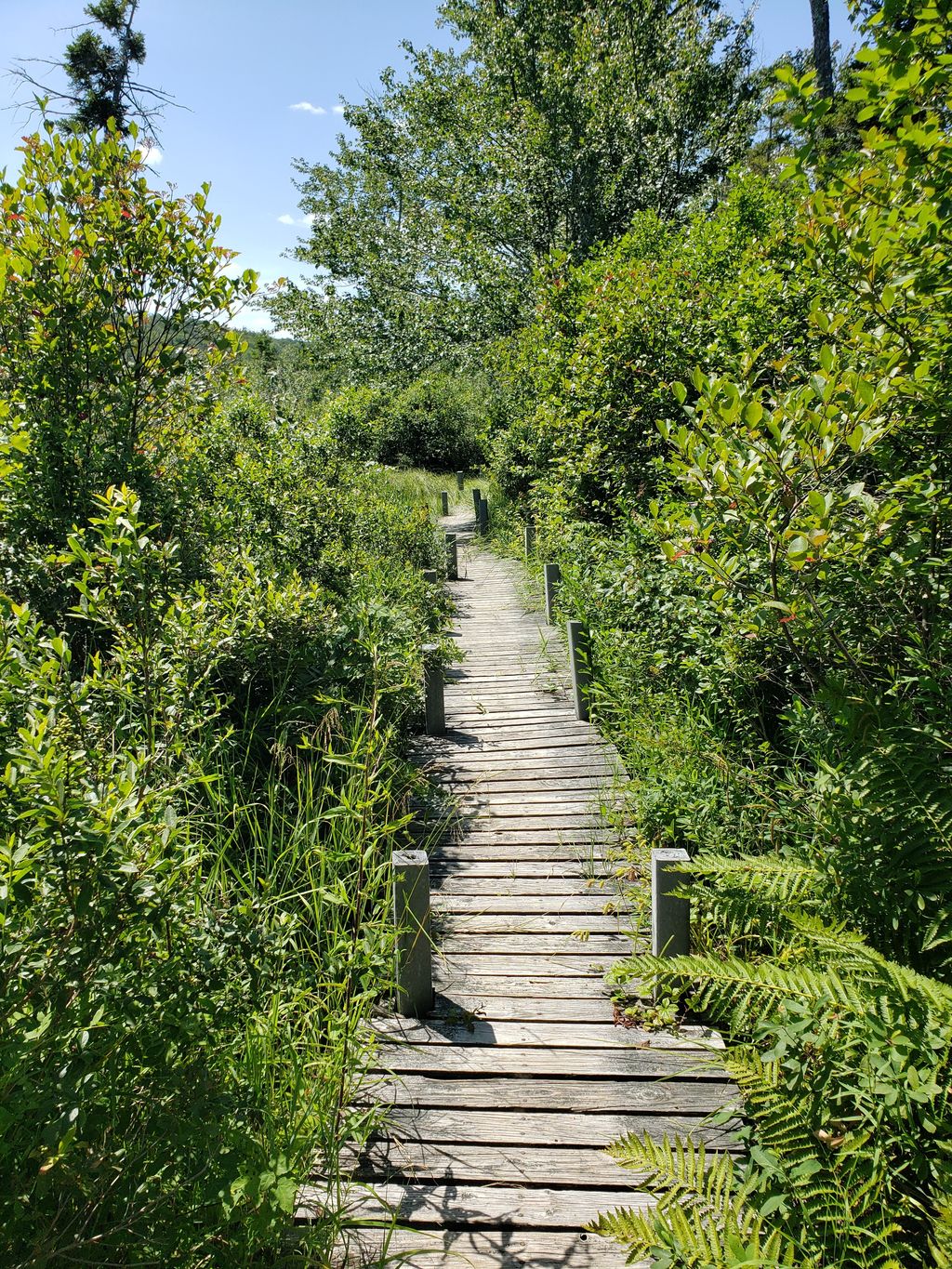 Hawley Bog Preserve