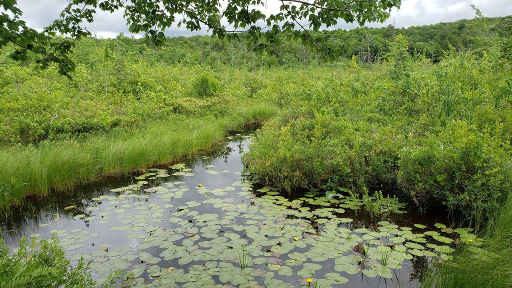 Hawley Bog Preserve