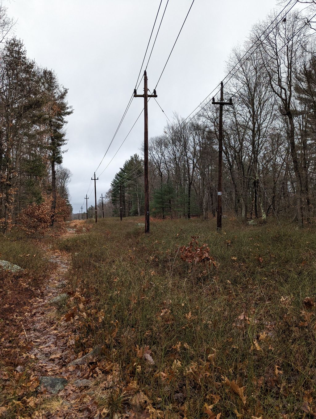 Holbrook Town Forest