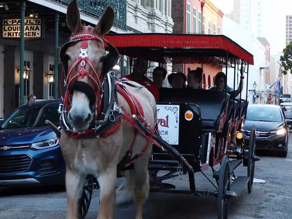 Horse-Drawn Carriages 