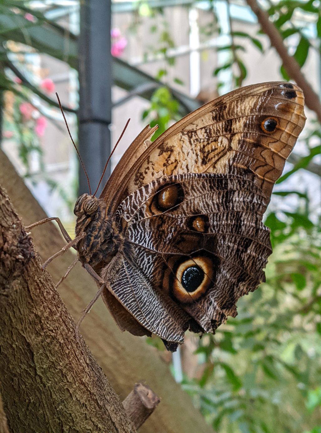 Magic-Wings-Butterfly-Conservatory-1