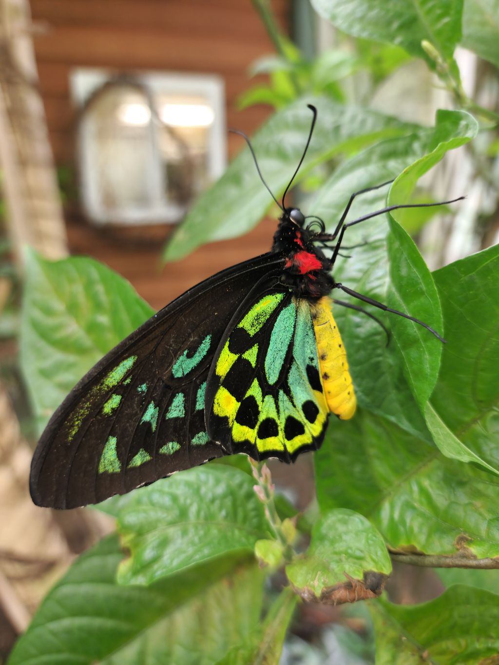 Magic-Wings-Butterfly-Conservatory