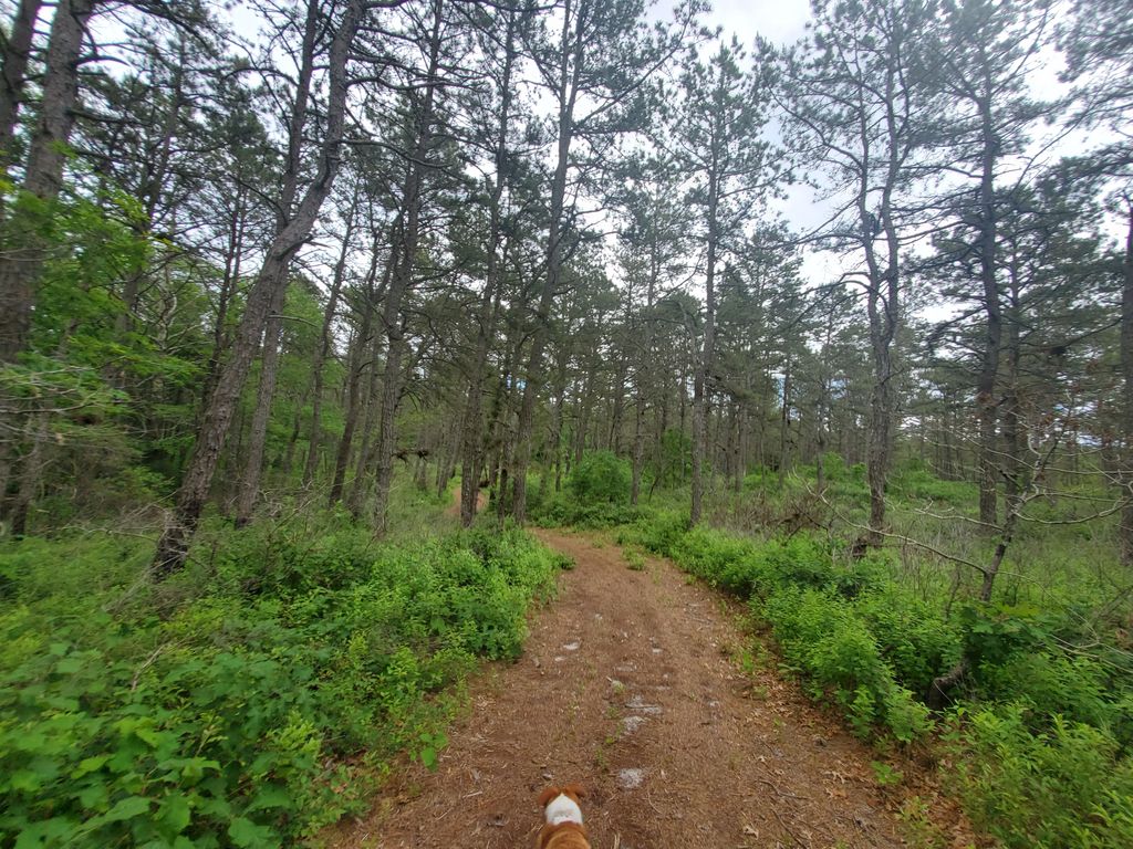 Mashpee Pine Barrens