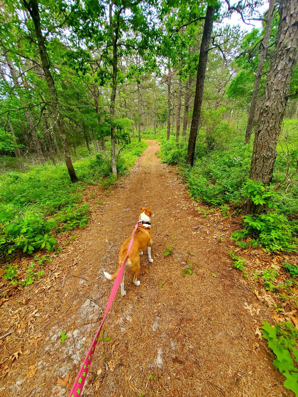 Mashpee Pine Barrens