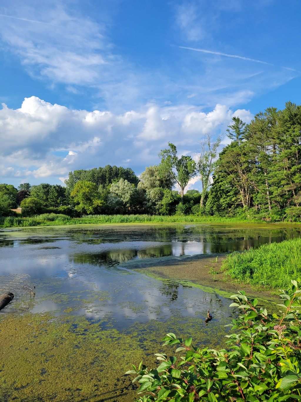 Mass Audubon Canoe Meadows Wildlife Sanctuary