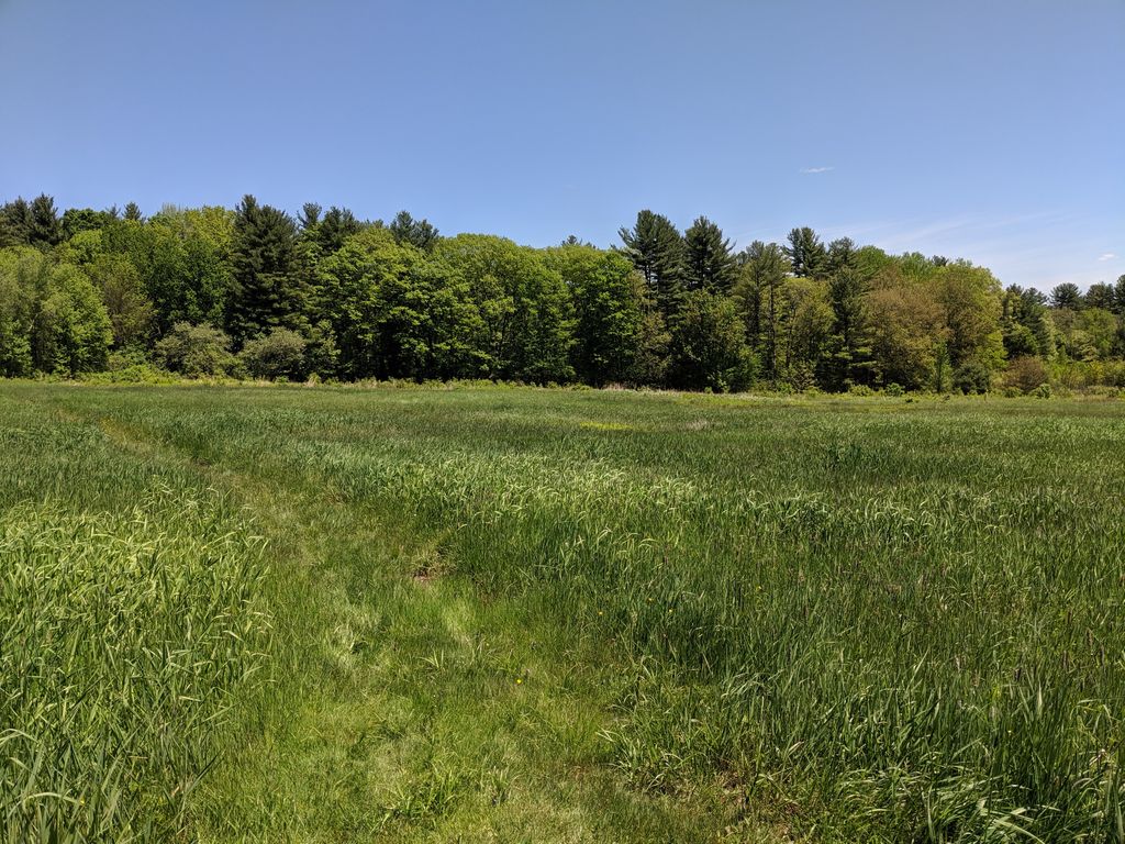 North Common Meadow