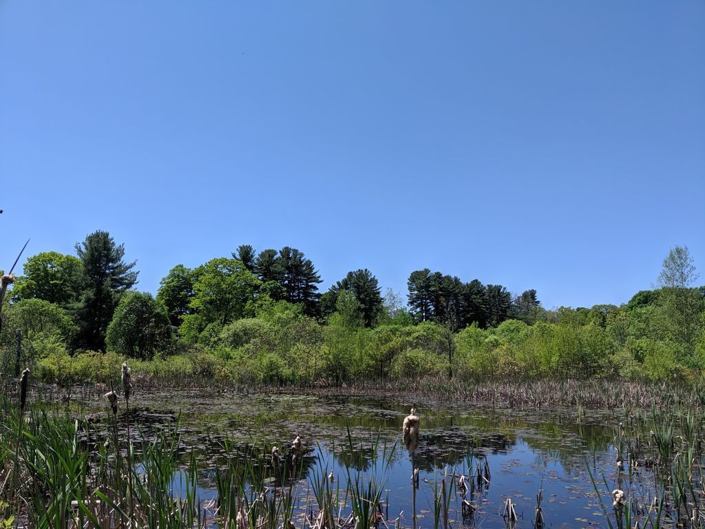 North Common Meadow