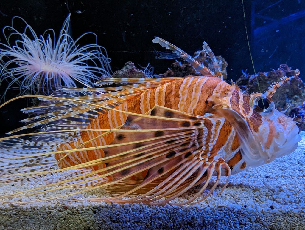 SEA-LIFE-Centre-Weymouth-1