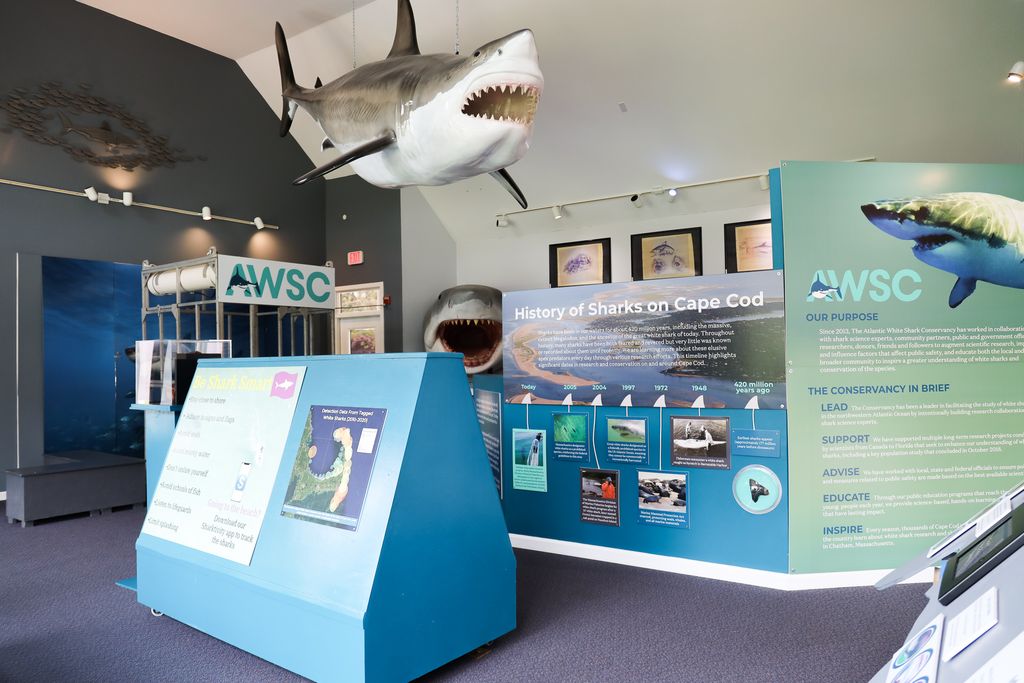 Shark Center Chatham