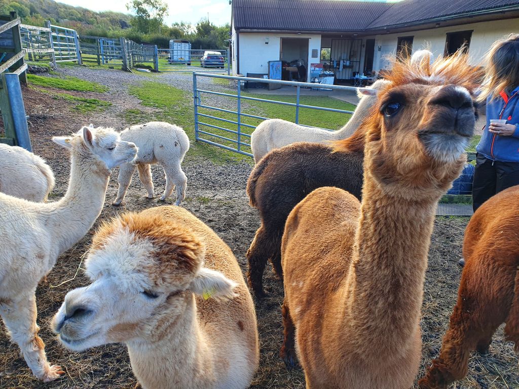 Stoke-Wood-Alpacas