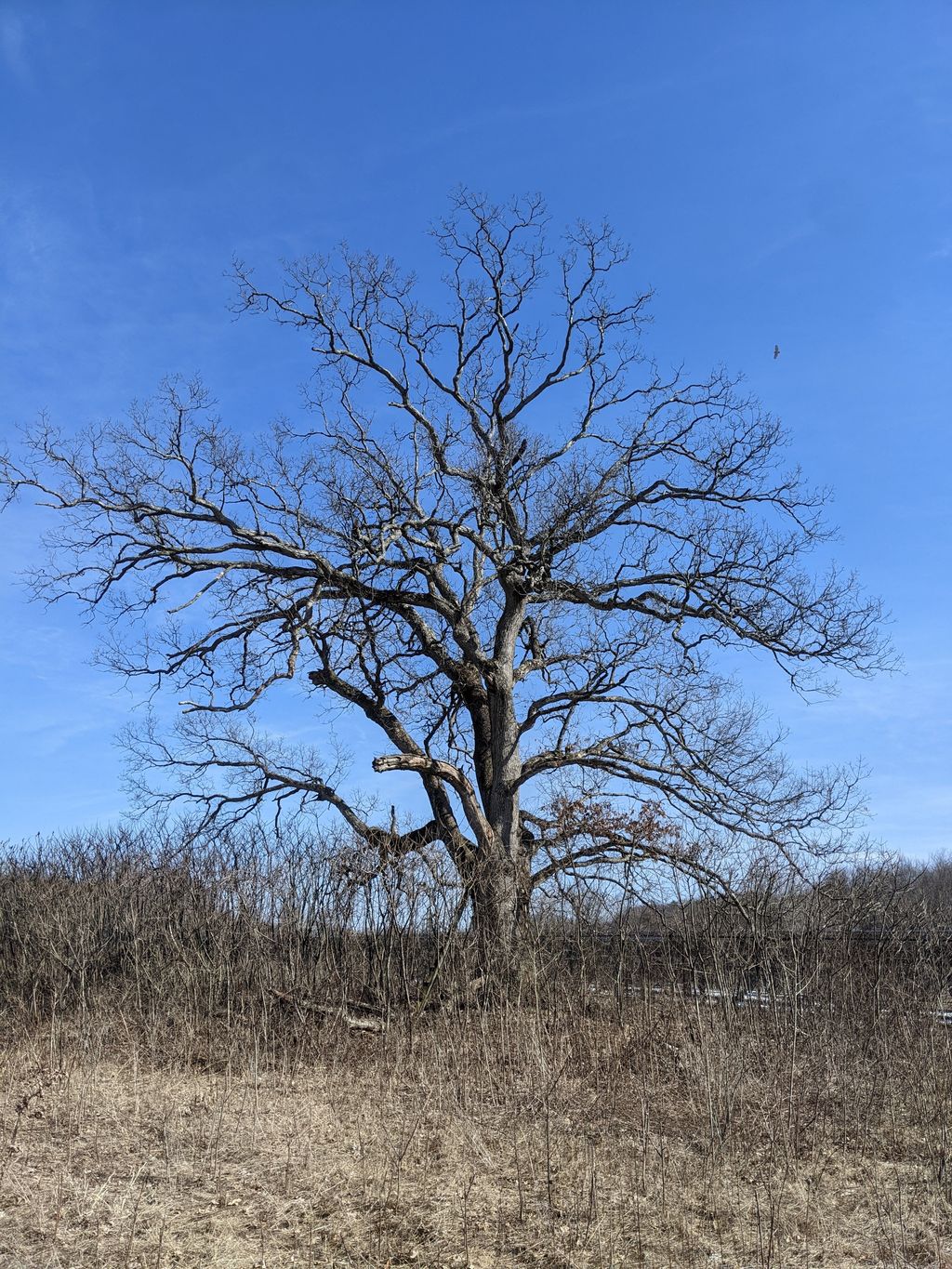 The Hampshire Tree