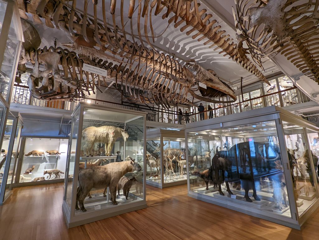 The-Harvard-Museum-of-Natural-History-2