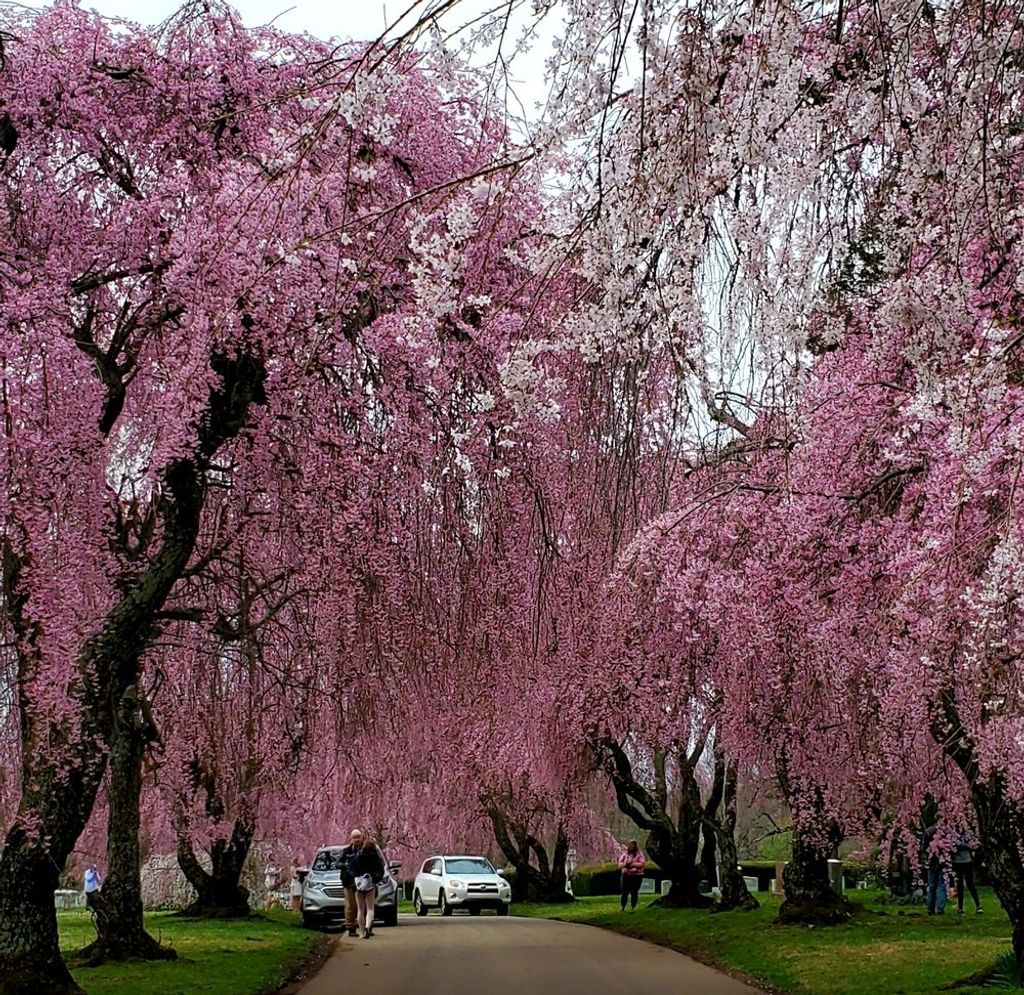 The-Lexington-Cemetery