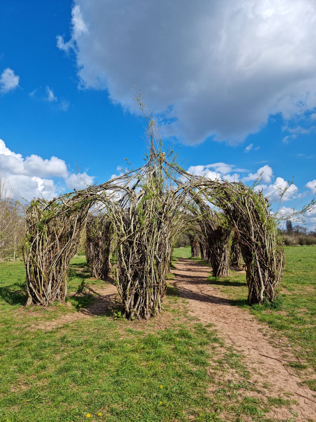 Willow-Cathedral