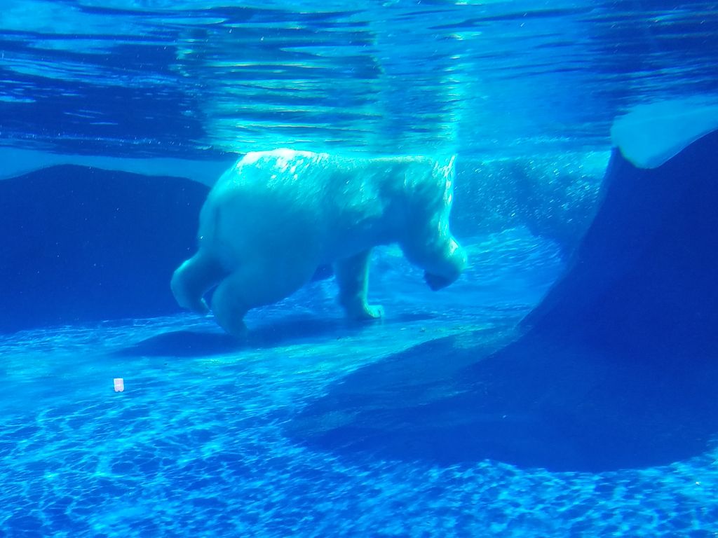 Arctic-Ring-of-Life-Polar-Bear-Sea-Otter-2