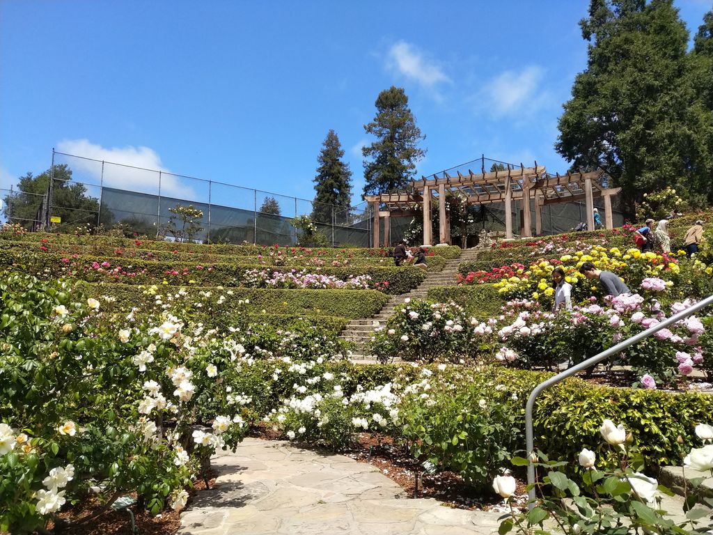 Berkeley-Rose-Garden-1