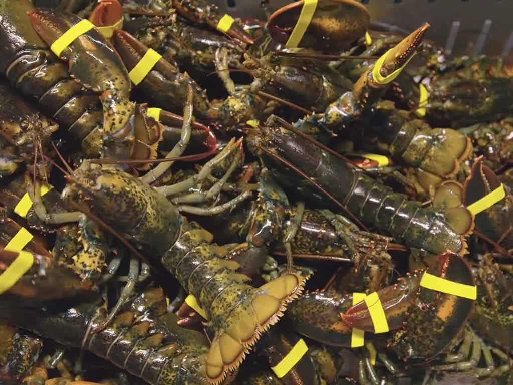 Why Do Big Lobsters Cost More in Maine Than in Massachusetts?