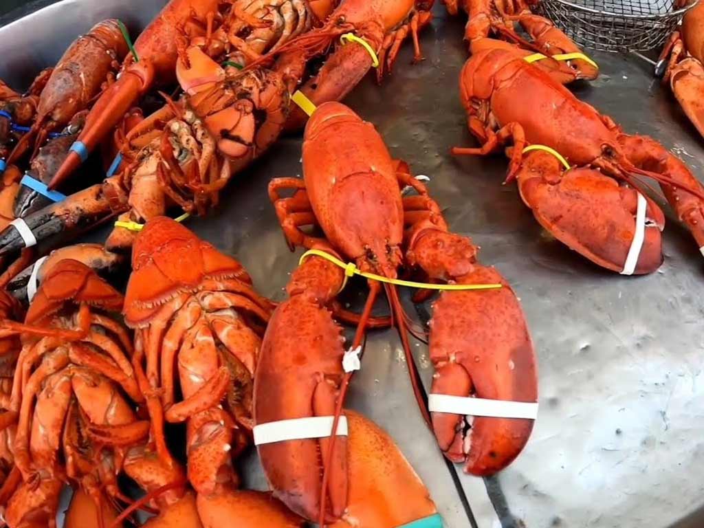 Abundant Lobster Supply
