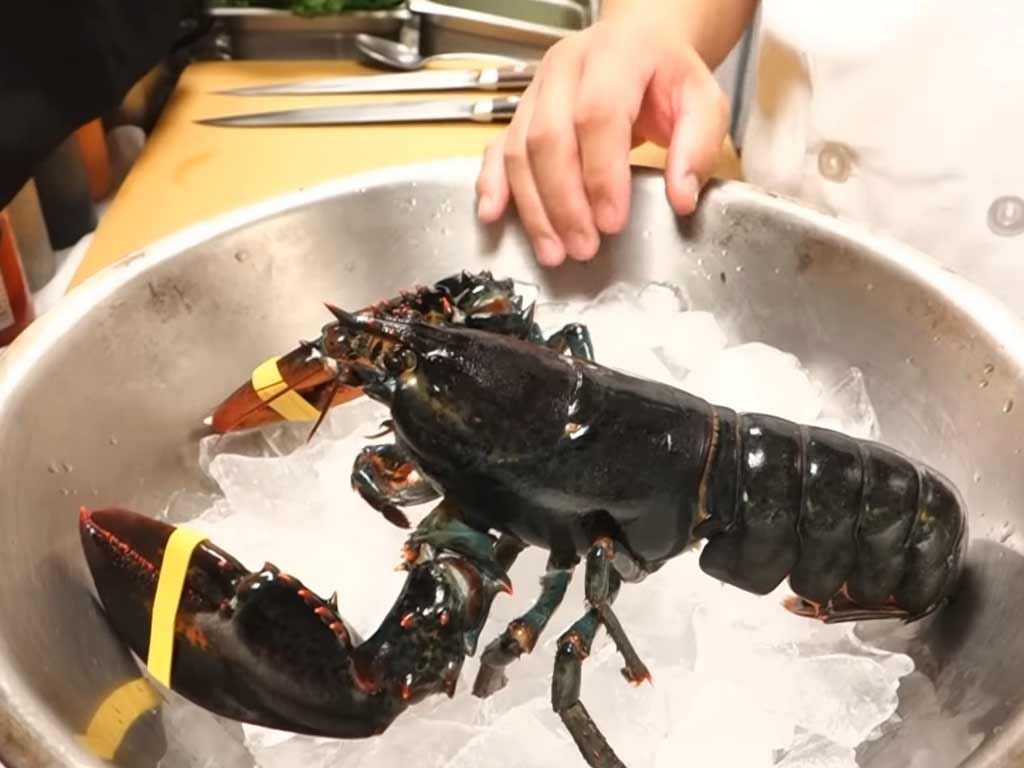 Maine Lobster 