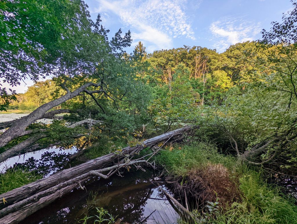 Brewer-Brook-Dam-Trail