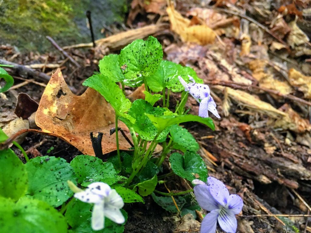 Buckland-State-Forest