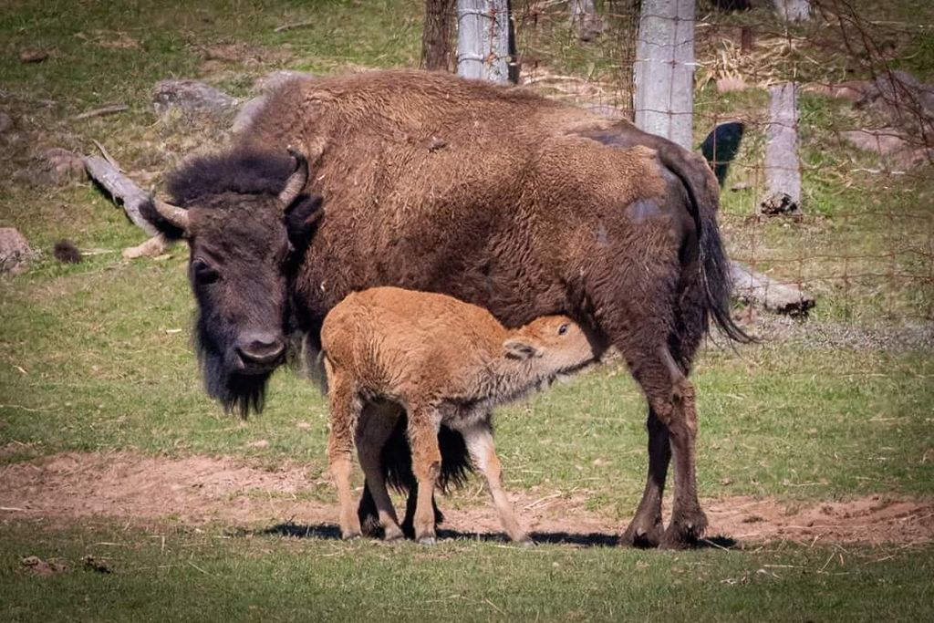 Buffaloland-Park