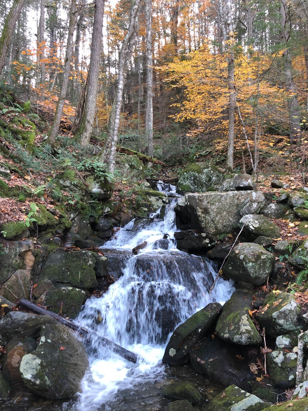 Chesterfield-Gorge-State-Forest-1