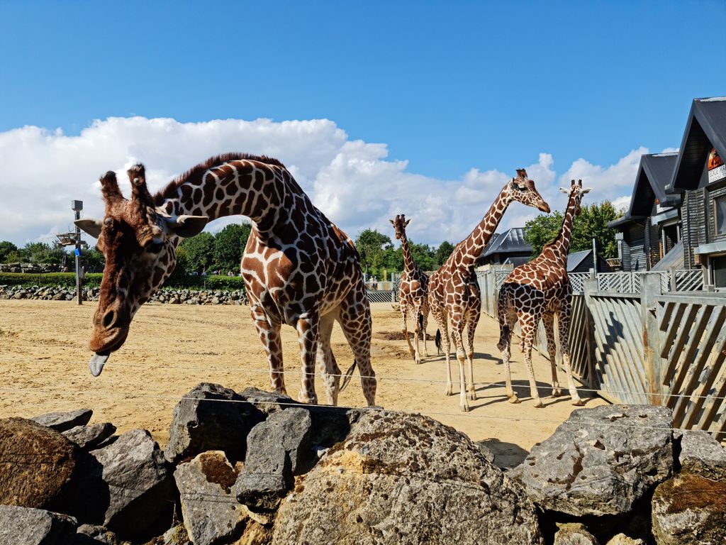 Colchester-Zoo-1