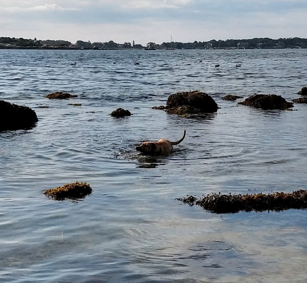 Crab-Beach