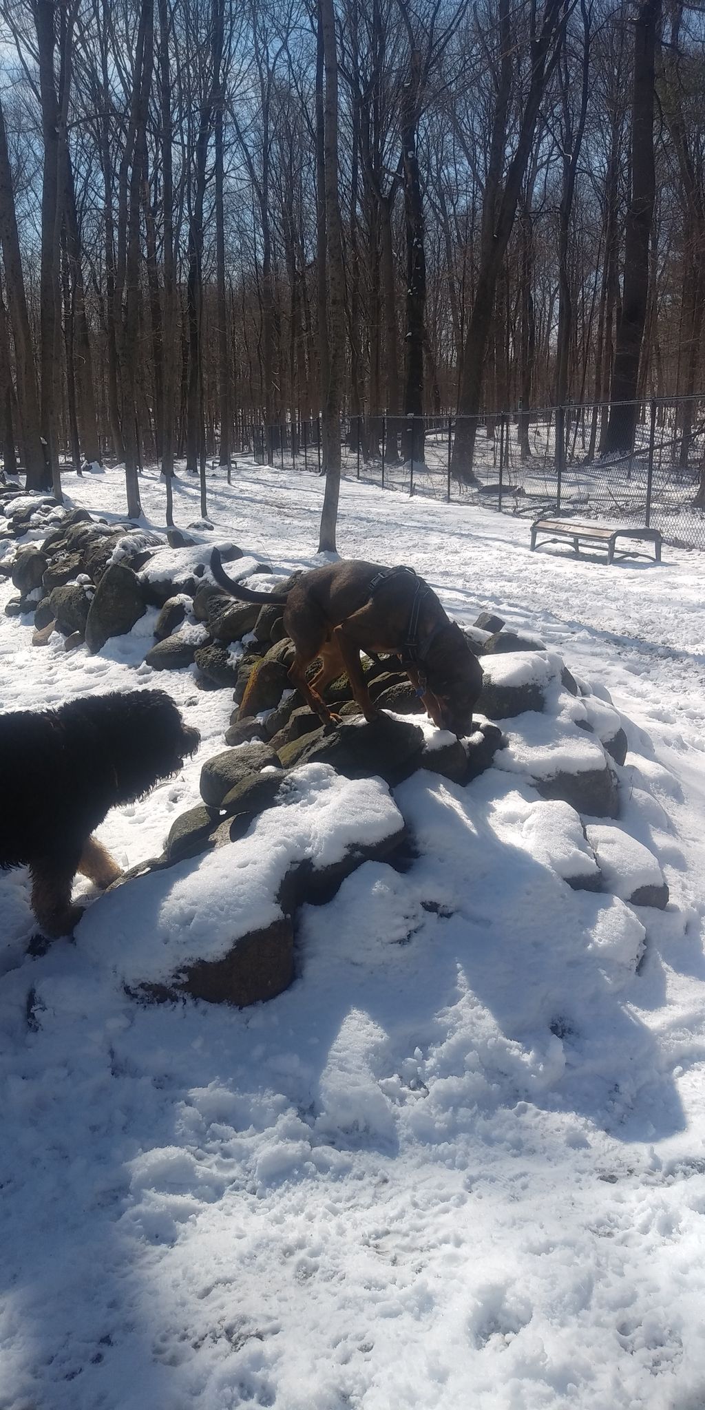 Danvers-Dog-Park