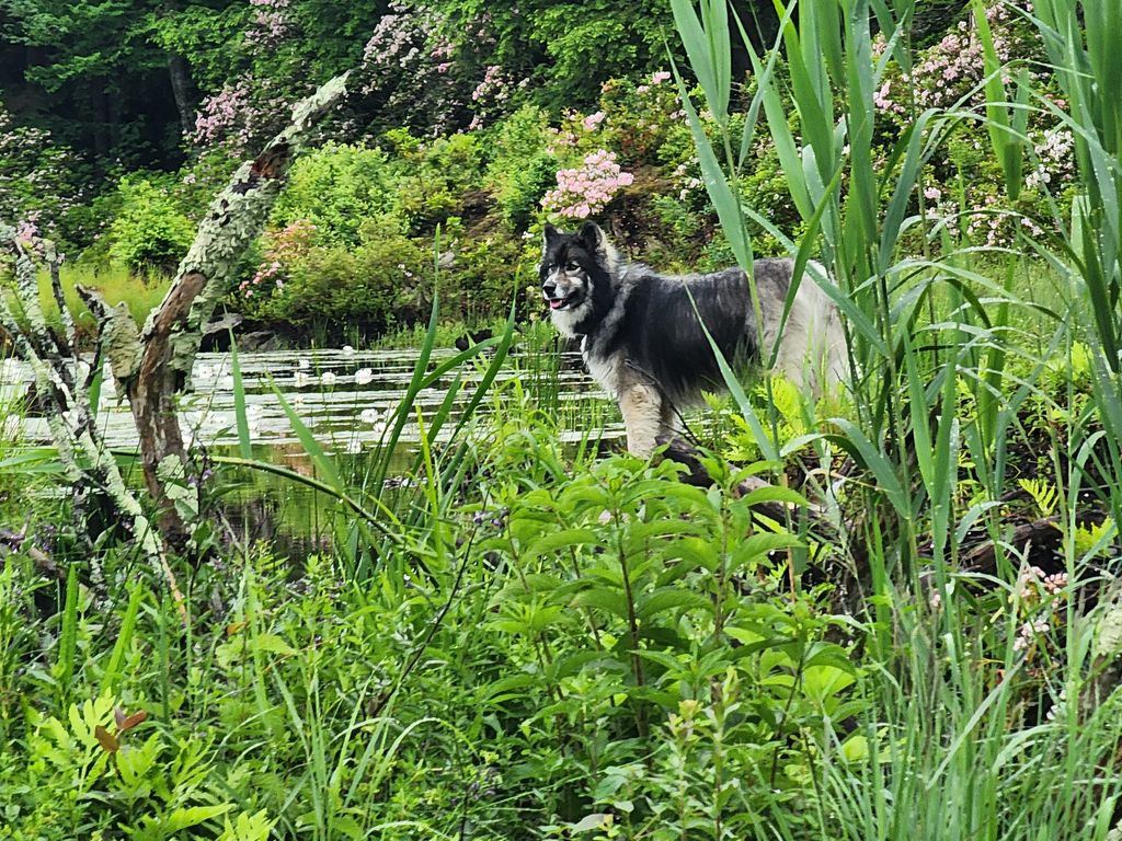 Farmington-River-Wildlife-Management-Area