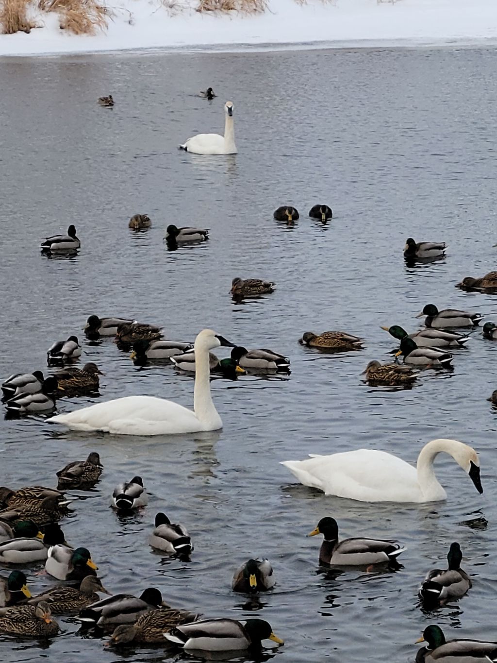 Fielding-Bird-Sanctuary