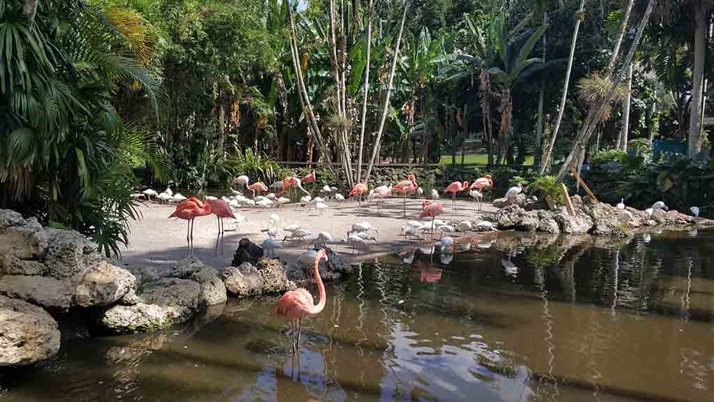 Flamingo Gardens