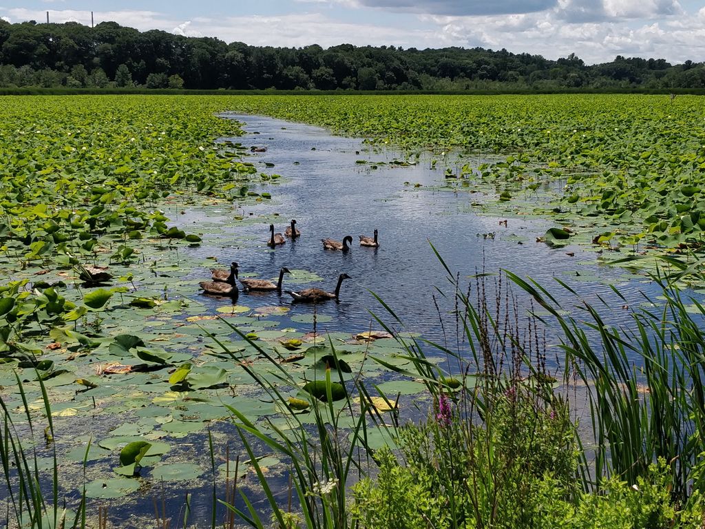 Great-Meadows-National-Wildlife-Refuge-Concord-Unit-2