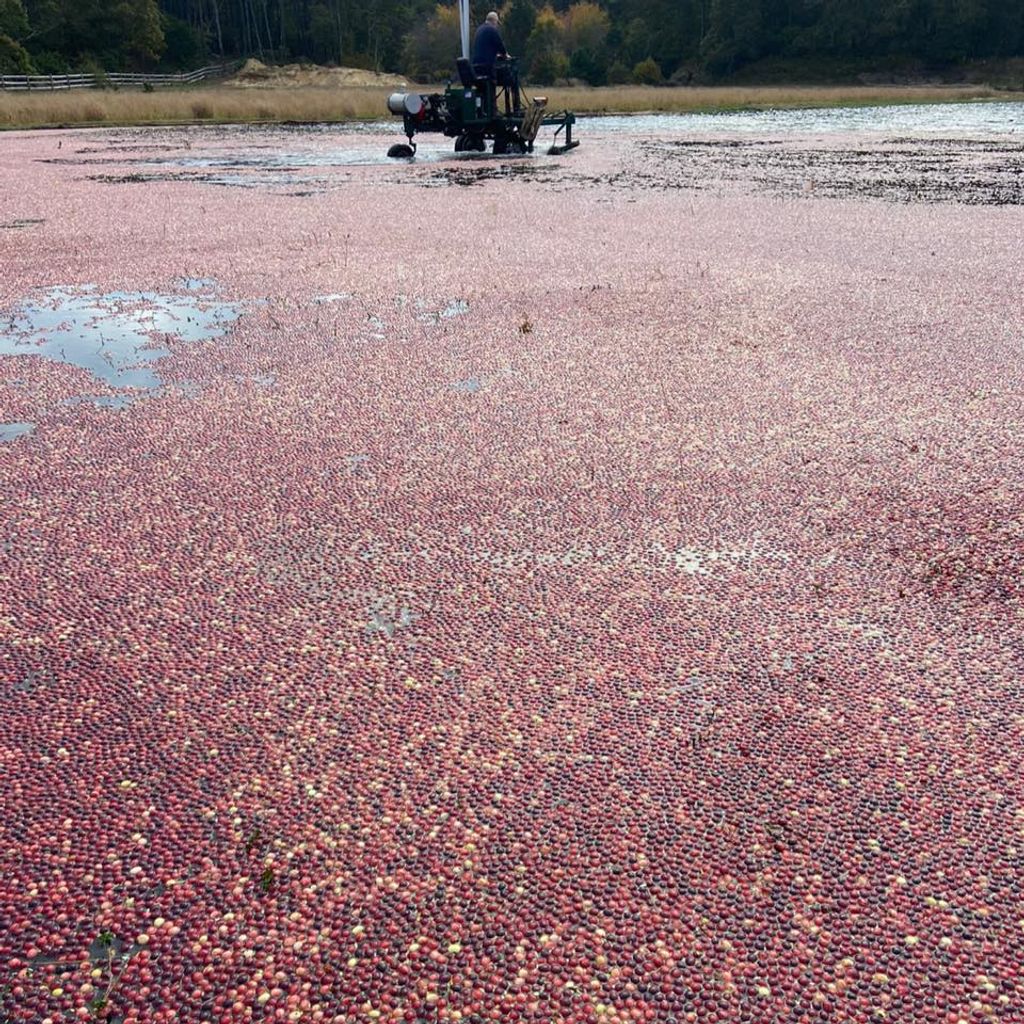 Halls-Cape-Cod-Cranberries-1