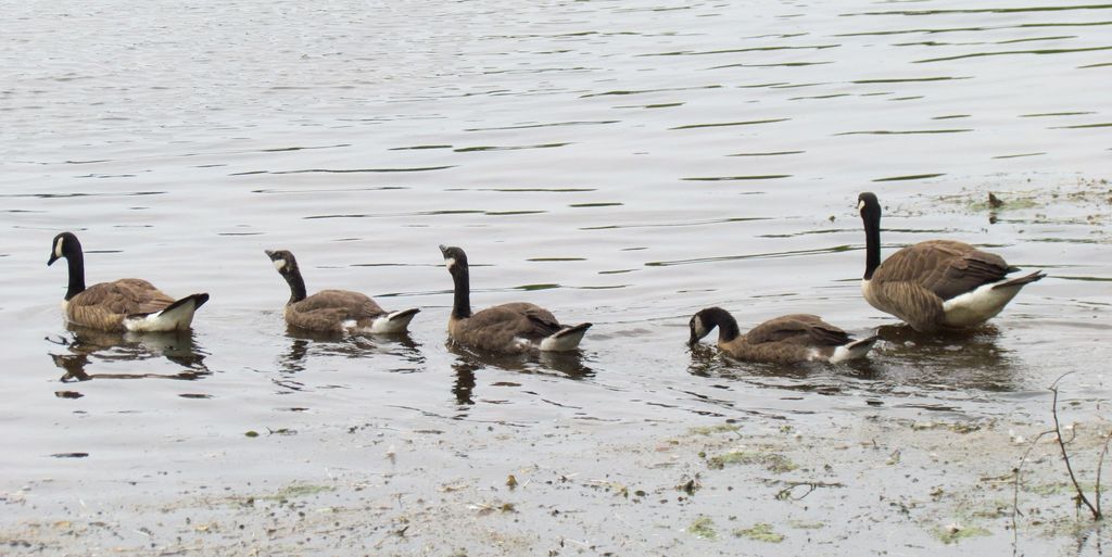 Harvey-Moore-Wildlife-Sanctuary