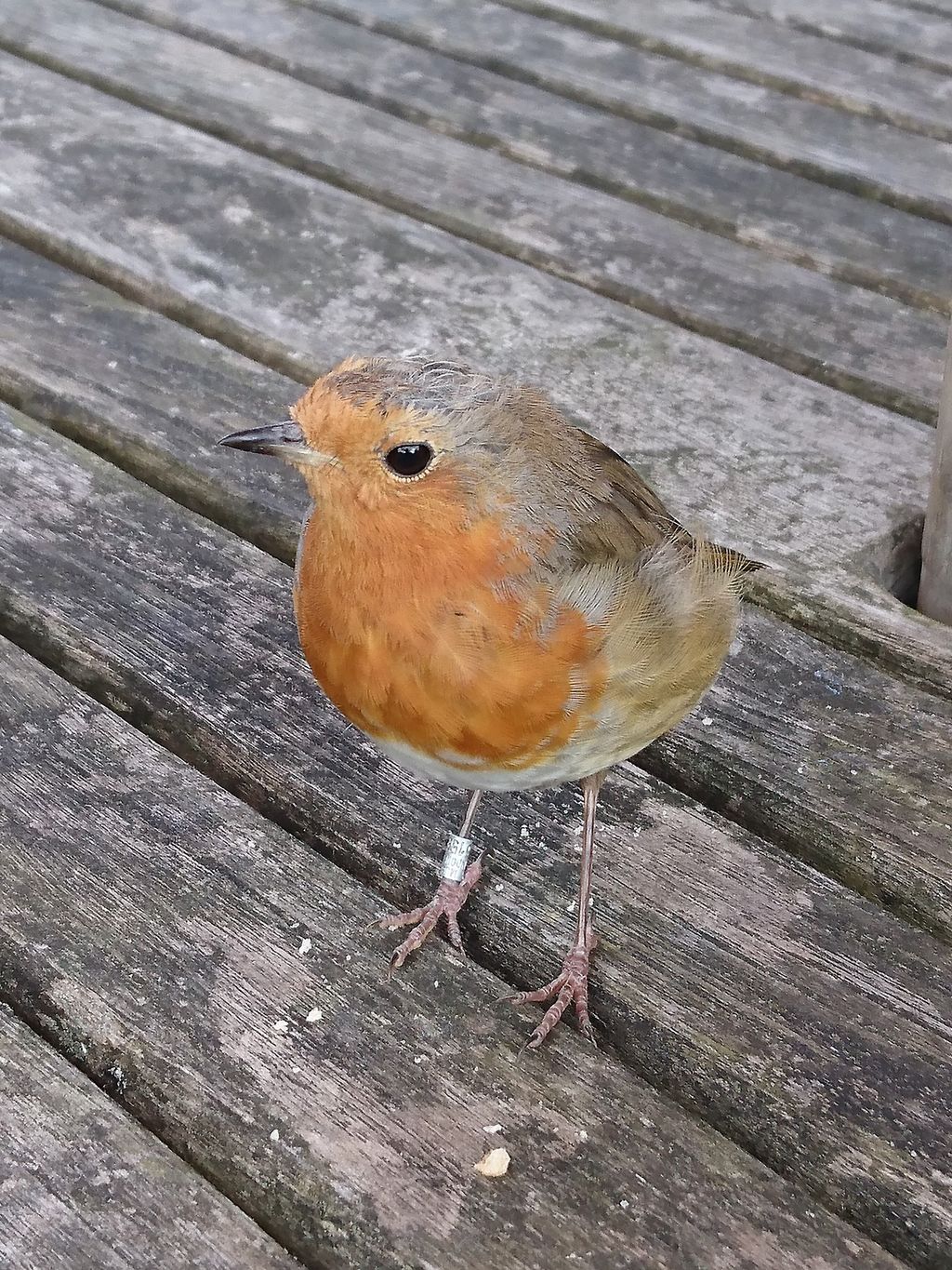 Hawthorns-Urban-Wildlife-Centre-1