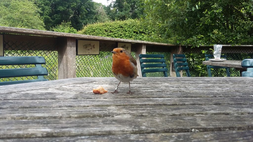 Hawthorns-Urban-Wildlife-Centre