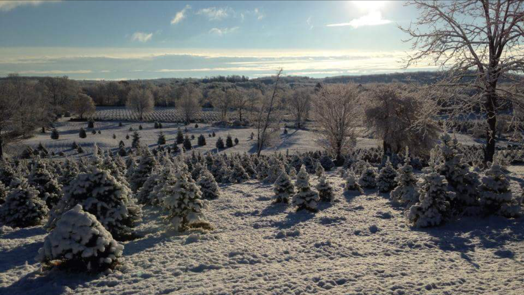 Kips-Christmas-Tree-Farm