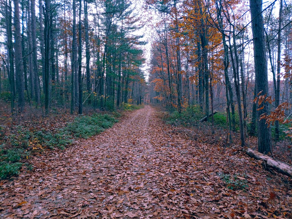 Leominster-State-Forest-Elm-Trailhead