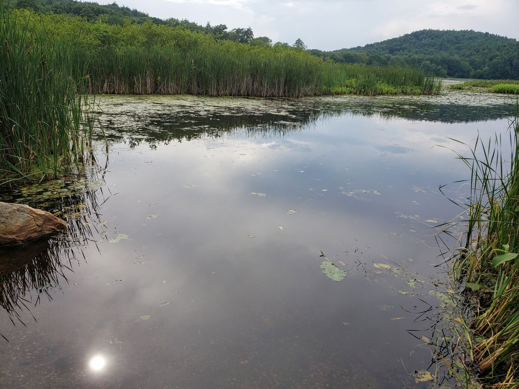 Leverett-Pond