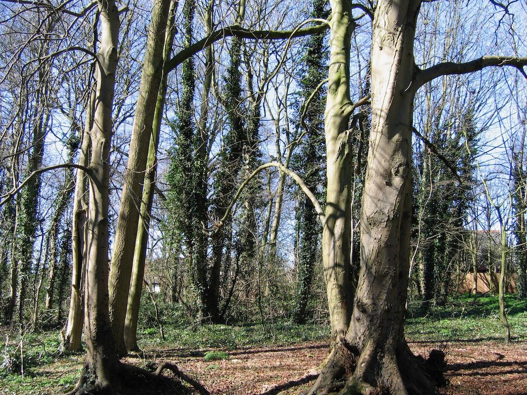 Lings-Wood-Nature-Reserve-1