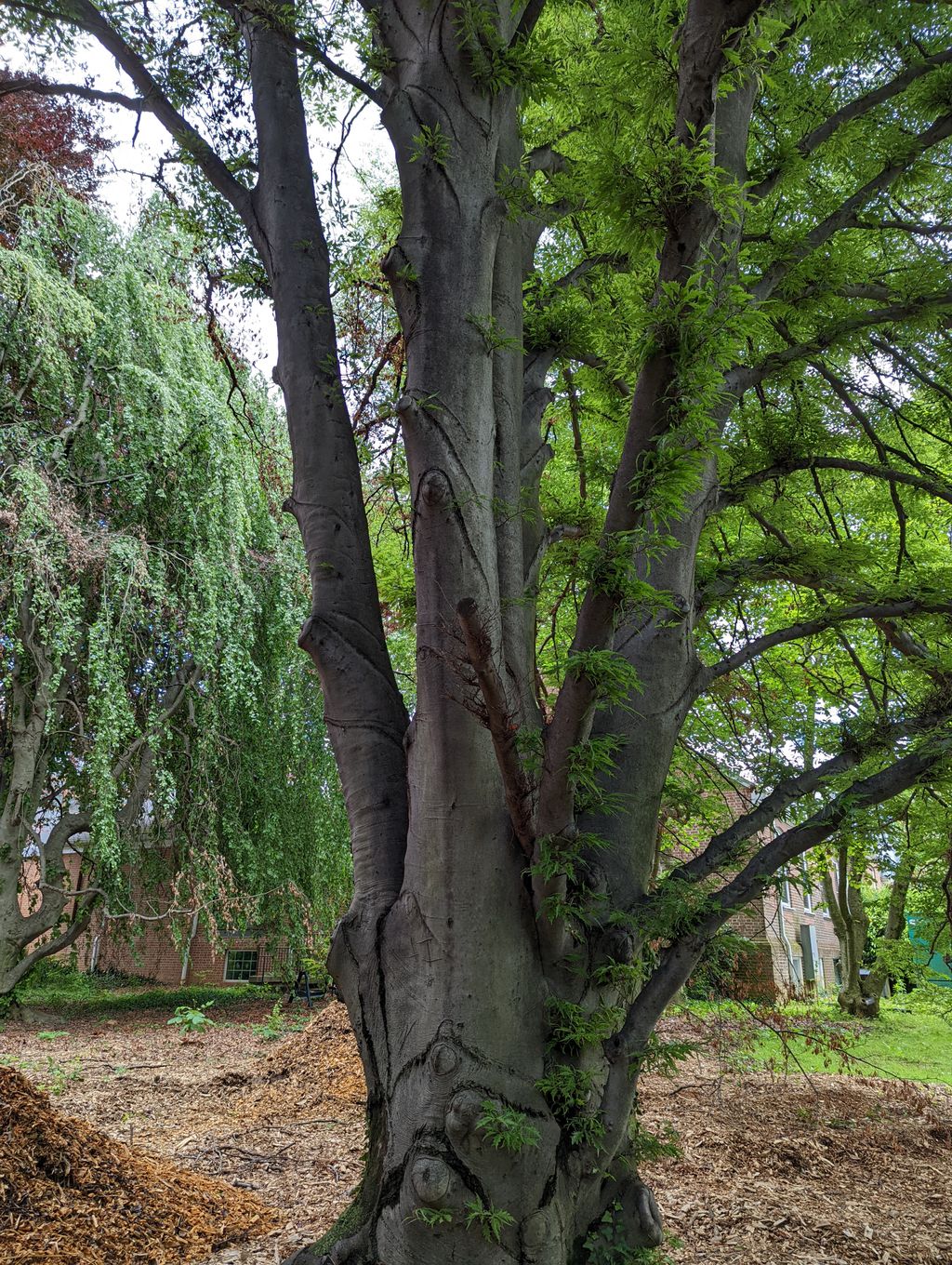 Louise-Arnold-Tanger-Arboretum-1