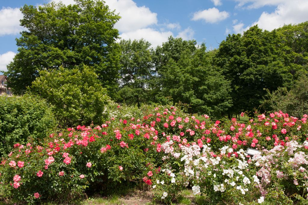 Maplewood-Rose-Garden-1