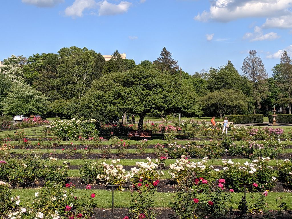 Maplewood-Rose-Garden